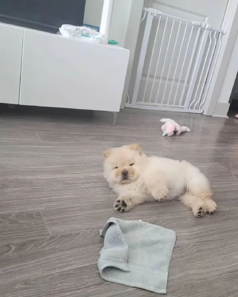 Dolcissimi cuccioli di Chow Chow | Foto 1