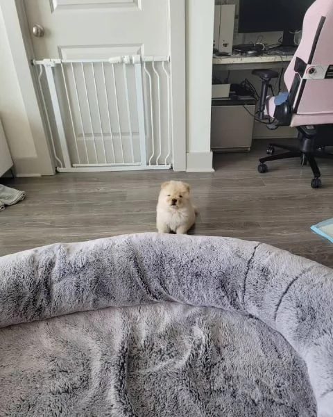 Dolcissimi cuccioli di Chow Chow | Foto 0