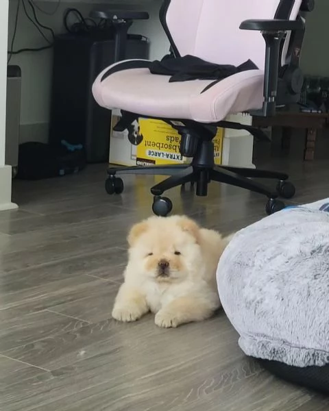 Dolcissimi cuccioli di Chow Chow