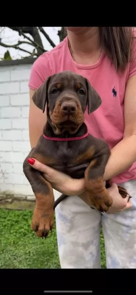 Splendido cucciolo Dobermann | Foto 1