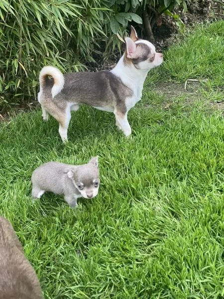 Cuccioli di cioccolato Extra Tiny KC Chihuahua, pronti ora | Foto 2