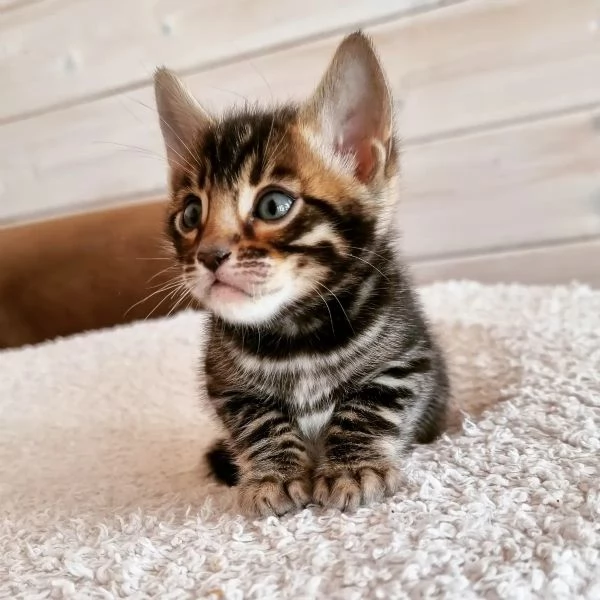 ** Gatto del Bengala Gatto del Bengala Gattino del Bengala Disegno Premium Certificato sanitario Ped | Foto 3