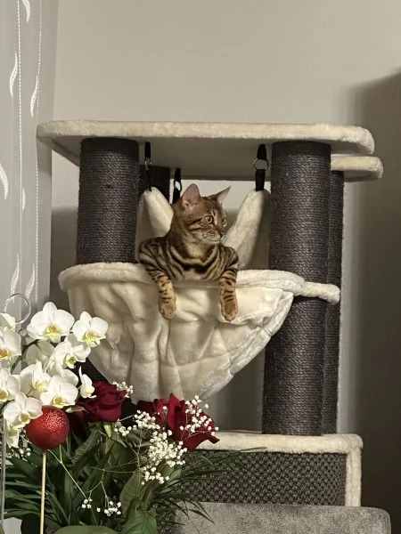 ** Gatto del Bengala Gatto del Bengala Gattino del Bengala Disegno Premium Certificato sanitario Ped | Foto 2