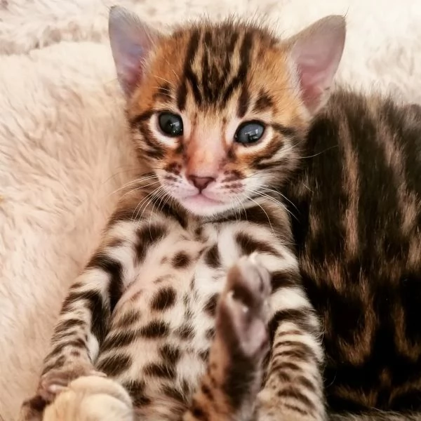 ** Gatto del Bengala Gatto del Bengala Gattino del Bengala Disegno Premium Certificato sanitario Ped