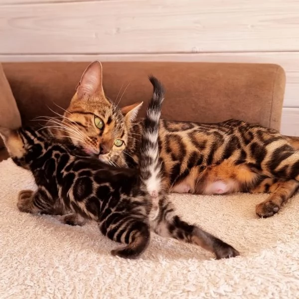 ** Gatto del Bengala Gatto del Bengala Gattino del Bengala Disegno Premium Certificato sanitario Ped | Foto 0