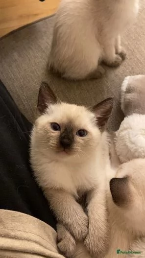Disponibili adorabili gattini siamesi color seal point