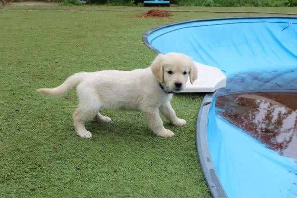 Cuccioli di Golden Retriever cercano famiglia!