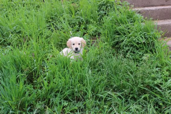 Cuccioli di Golden Retriever cercano famiglia! | Foto 1