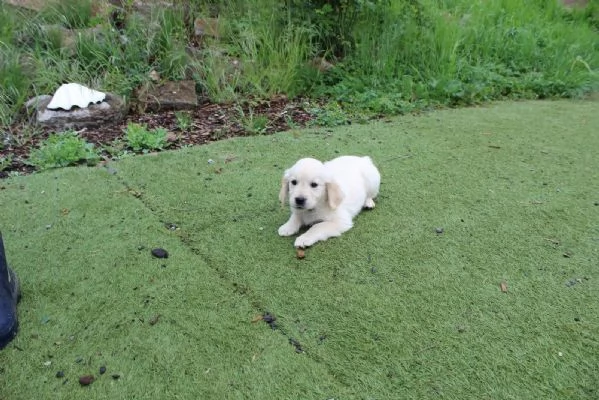 CUCCIOLI DI GOLDEN RETRIEVER CON PEDIGREE | Foto 2