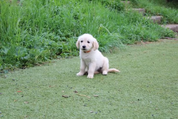 CUCCIOLI DI GOLDEN RETRIEVER CON PEDIGREE | Foto 1