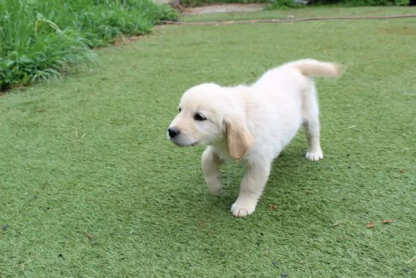 CUCCIOLI DI GOLDEN RETRIEVER CON PEDIGREE | Foto 0
