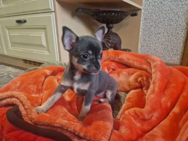 Cuccioli di chihuahua con documenti | Foto 1