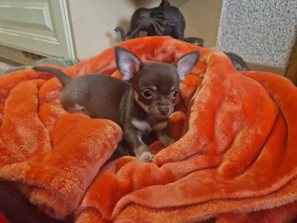 Cuccioli di chihuahua con documenti | Foto 1