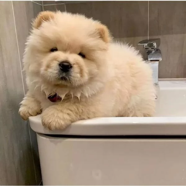 Fantastici Chow Chow maschi e femmine creme