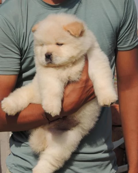 Disponibili cuccioli di Chow Chow. hanno 3 mesi. s... | Foto 2