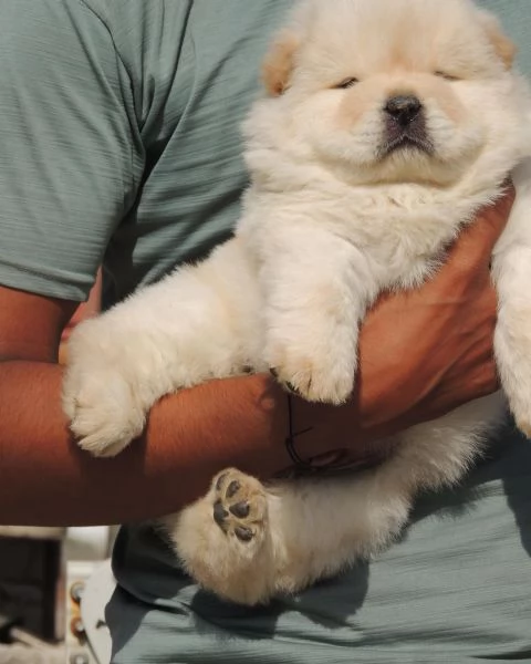 Disponibili cuccioli di Chow Chow. hanno 3 mesi. s... | Foto 1