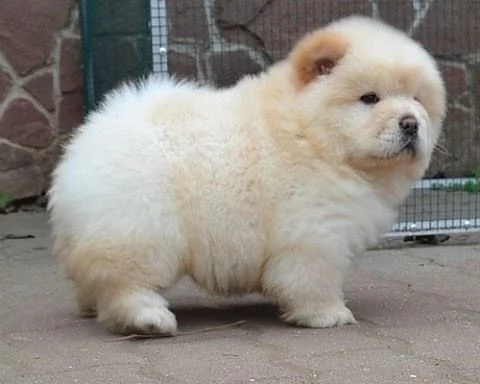 Disponibili cuccioli di Chow Chow. hanno 3 mesi. s... | Foto 0