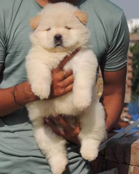 Fantastici Chow Chow maschi e femmine creme | Foto 1