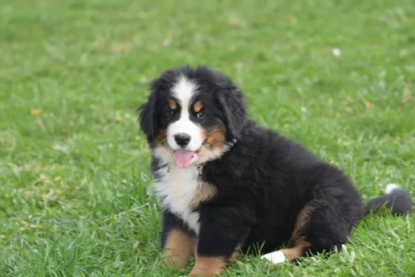 Meravigliosi cuccioli di Bovaro del Bernese | Foto 2