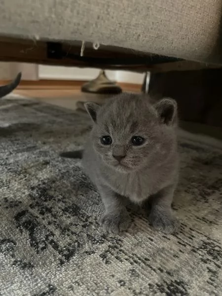 Due meravigliose British shorthair | Foto 2