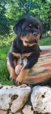 ROTTWEILER CUCCIOLI SUPER GENEALOGIA | Foto 1