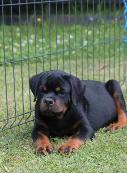 rottweiler cuccioli in vendita | Foto 6