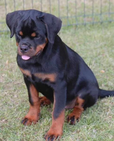 rottweiler cuccioli in vendita | Foto 5