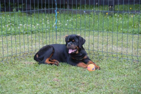 rottweiler cuccioli in vendita | Foto 3