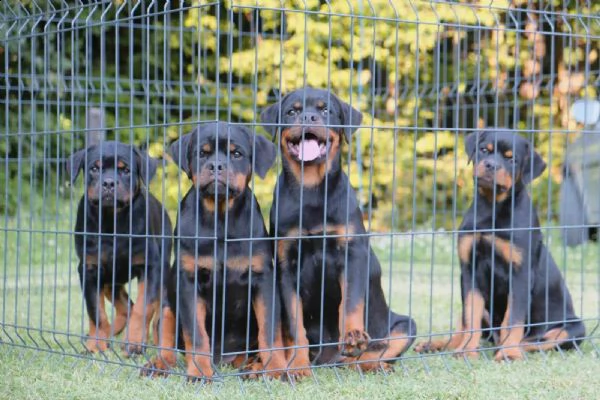 rottweiler cuccioli in vendita | Foto 2