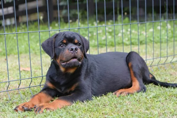 rottweiler cuccioli in vendita
