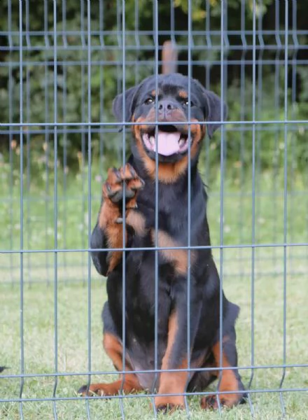 rottweiler cuccioli in vendita | Foto 1