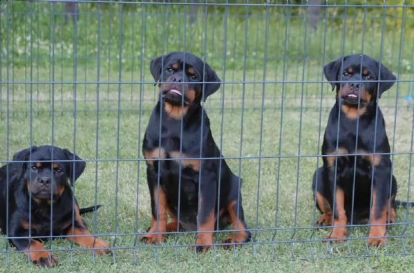 rottweiler cuccioli in vendita | Foto 0