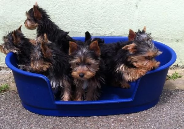 regalo cucciolo regalo yorkshire