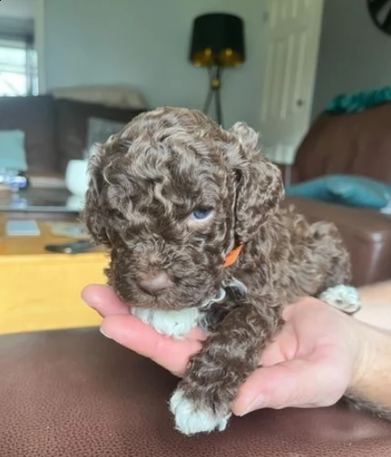 Adorabili bellissimi cuccioli di lagotto romagnolo