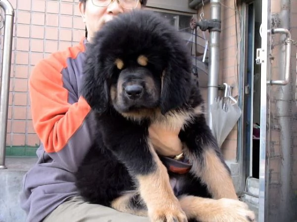 disponibili cuccioli di mastino tibetano | Foto 0