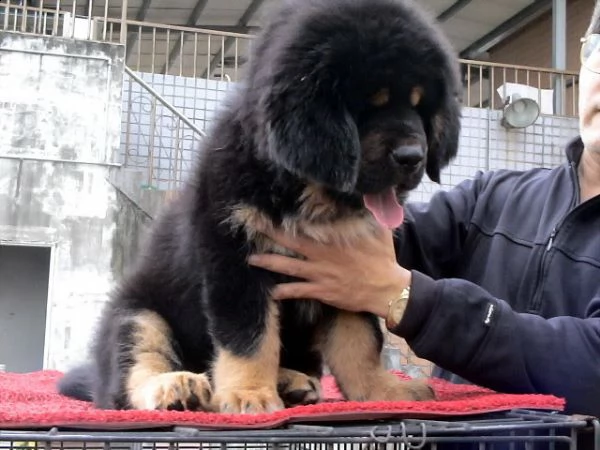 disponibili cuccioli di mastino tibetano