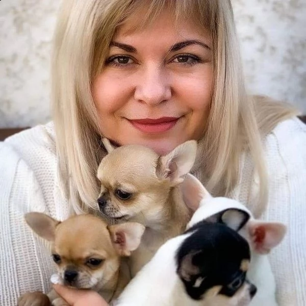 due cuccioli di chihuahua teacup hanno bisogno urgentemente di una nuova famiglia | Foto 0