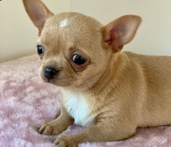 bellissimi cuccioli di chihuahua in adozione maschi e femmine | Foto 0