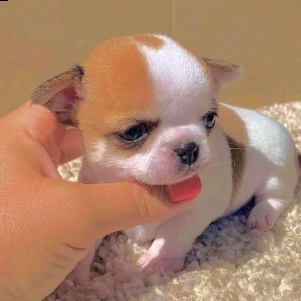 eccellenti cuccioli di chihuahua disponibili gratuitamente i cuccioli di chihuahua maschio e femmina
