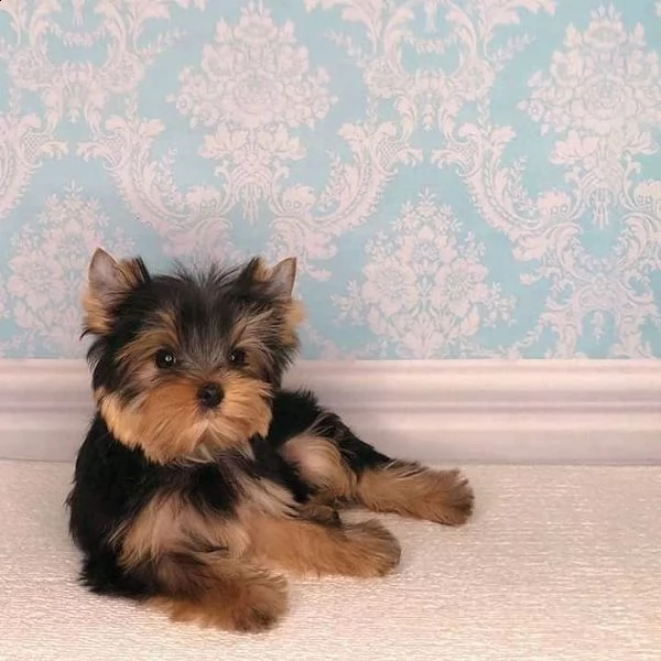   regalo yorkshire cuccioli meravigliosi 