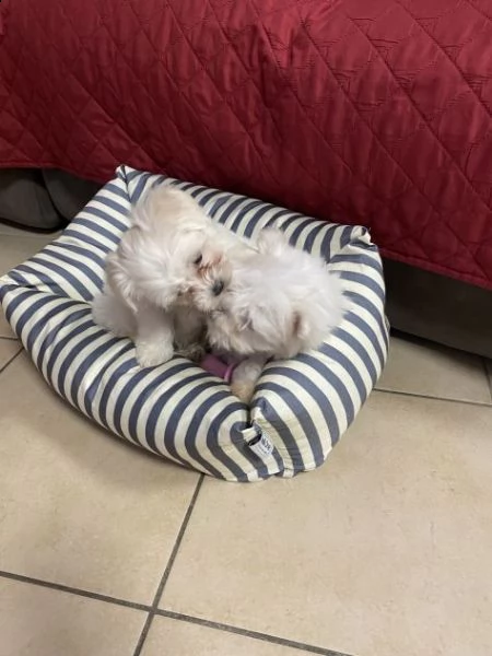 fantastici cuccioli maltesi in tazza da tè/giocattolo disponibili per l'adozione abbiamo 2 bellissim | Foto 0