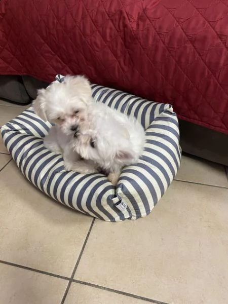 fantastici cuccioli maltesi in tazza da tè/giocattolo disponibili per l'adozione abbiamo 2 bellissim