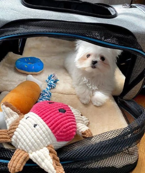 bellissimi cuccioli maltesi akc teacup disponibili per l'adozione per la tua famiglia abbiamo due be | Foto 1