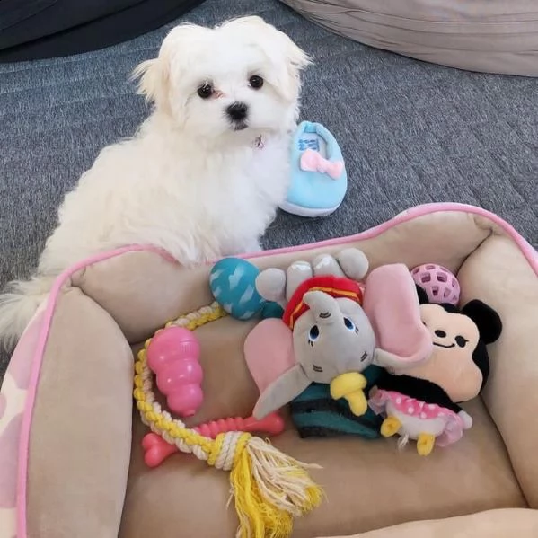 bellissimi cuccioli maltesi akc teacup disponibili per l'adozione per la tua famiglia abbiamo due be | Foto 0
