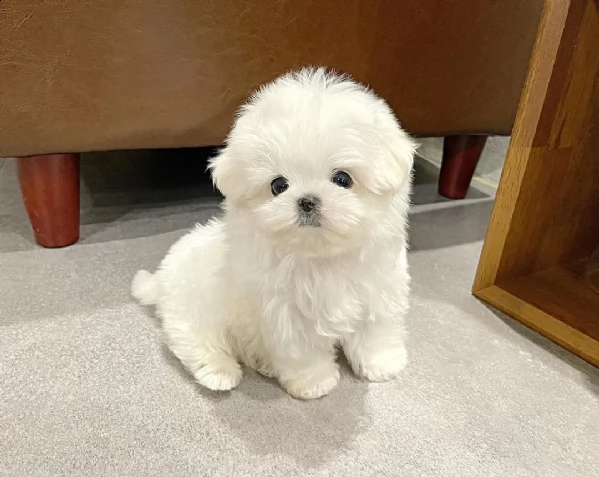 regalò maltese mini disponibile,,,,,,,