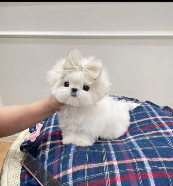 regalò maltese mini disponibile,,,,,,, | Foto 0
