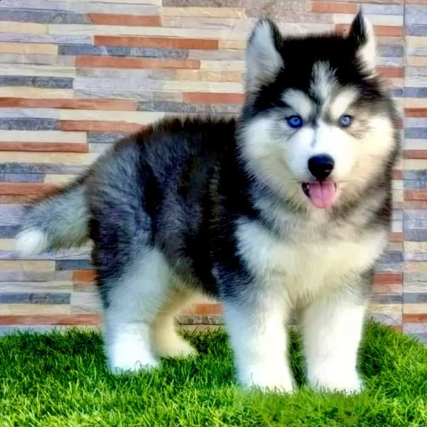 regalò husky disponibile——