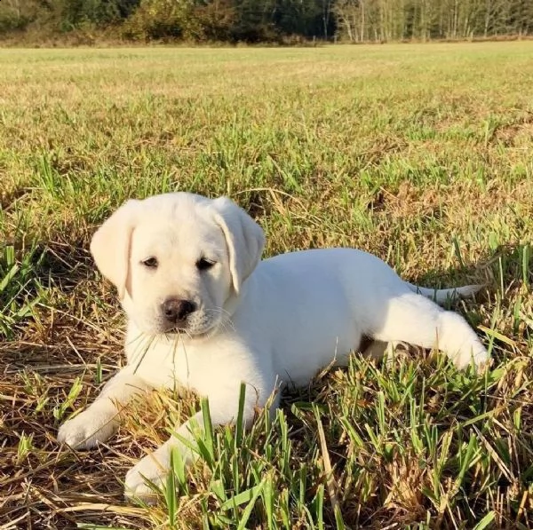 regalò labrador disponibile 
