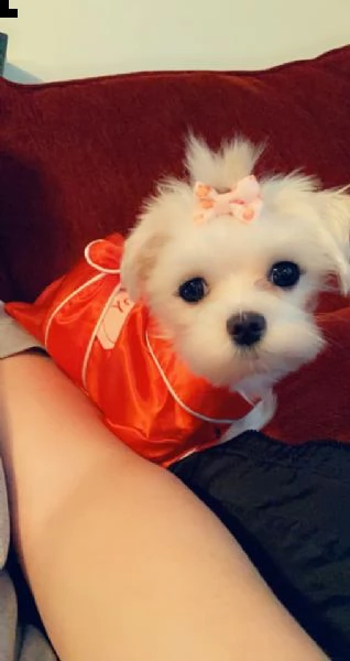simpatici cuccioli di razza maltese | Foto 0