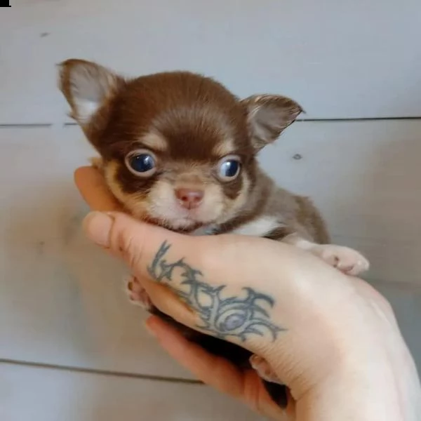 affascinante chihuahua maltese t-cup disponibile per qualsiasi nuova famiglia | Foto 1